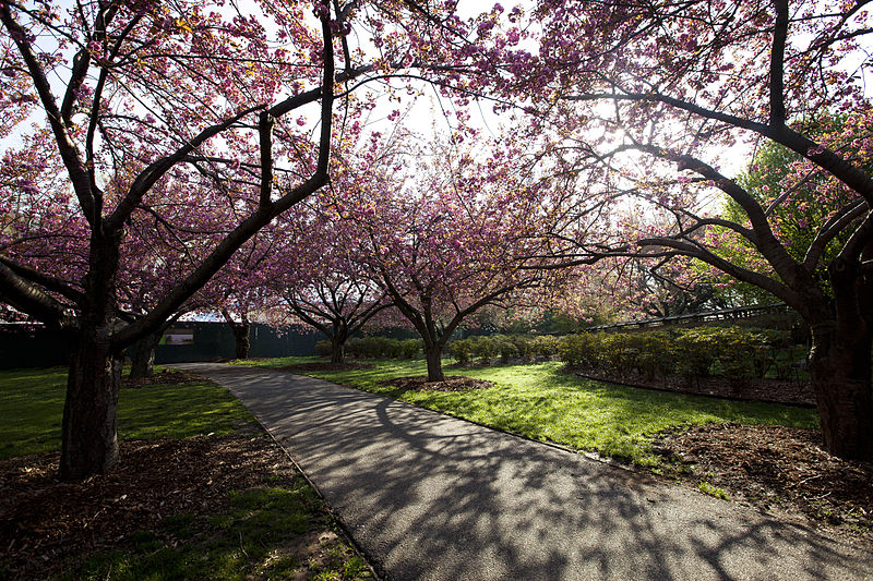 Brooklyn Botanic Garden