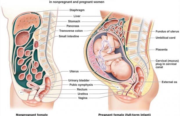 diagram of the female body during pregnancy