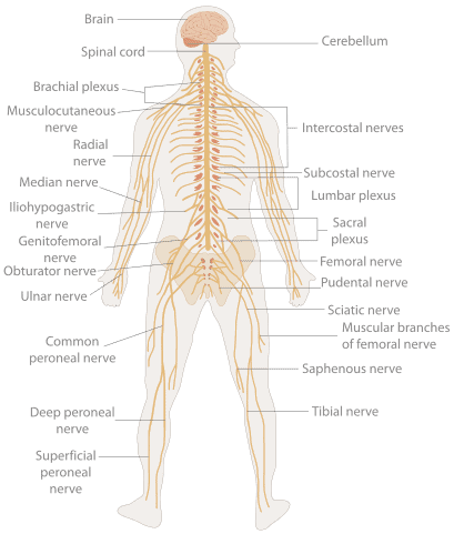 "TE-Nervous system diagram" by Own work. Licensed under CC BY 3.0 via Commons - https://commons.wikimedia.org/wiki/File:TE-Nervous_system_diagram.svg#/media/File:TE-Nervous_system_diagram.svg