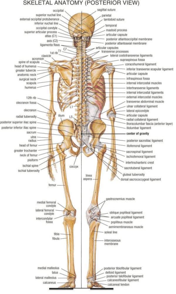 Thigh Gaps: Dangerous Obsession, Healthy Perspective, and Learning (and ...